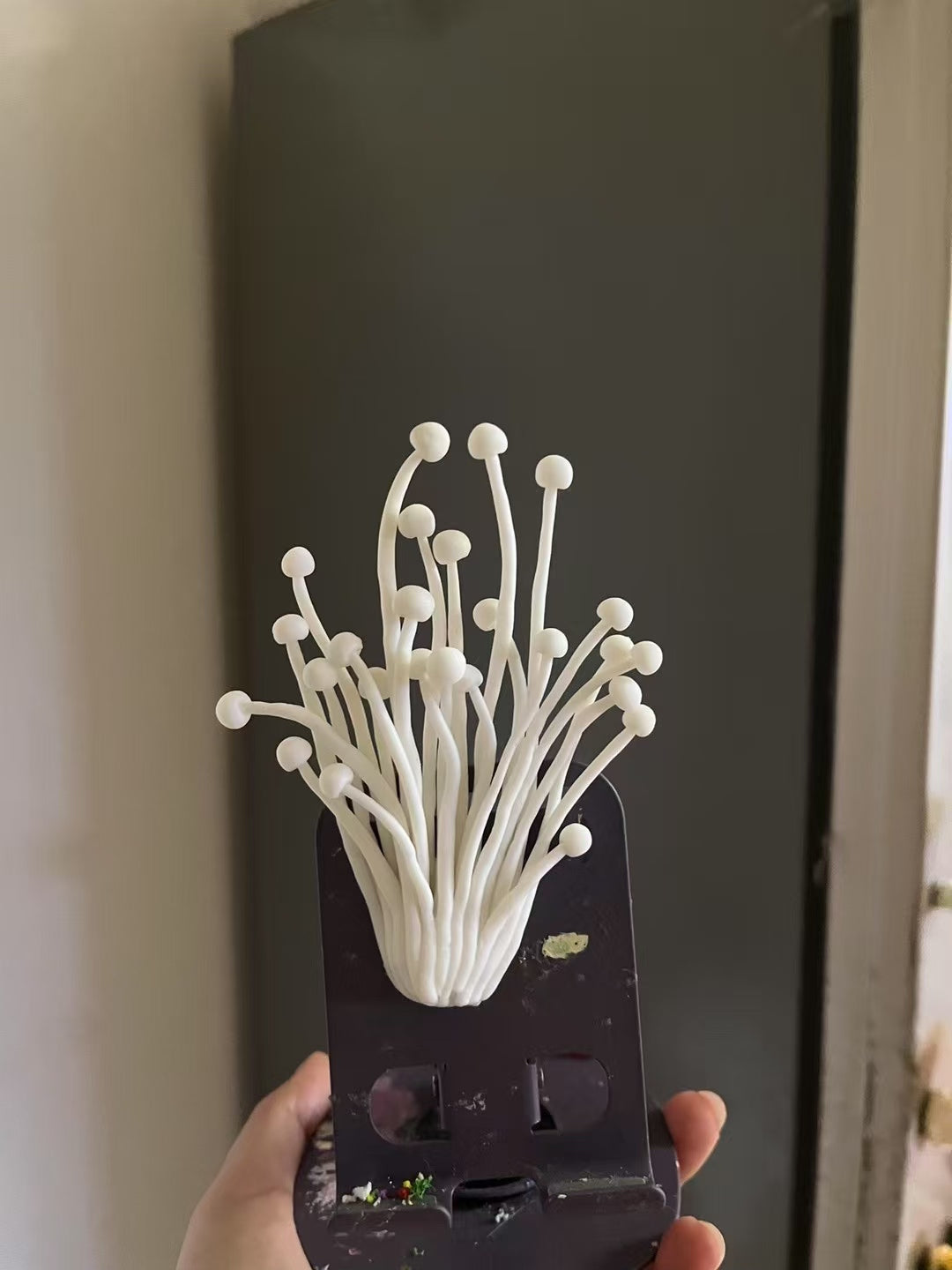 Magic Mushroom Magnets - Cheeky Desk Guardians | FREE Delivery $50+